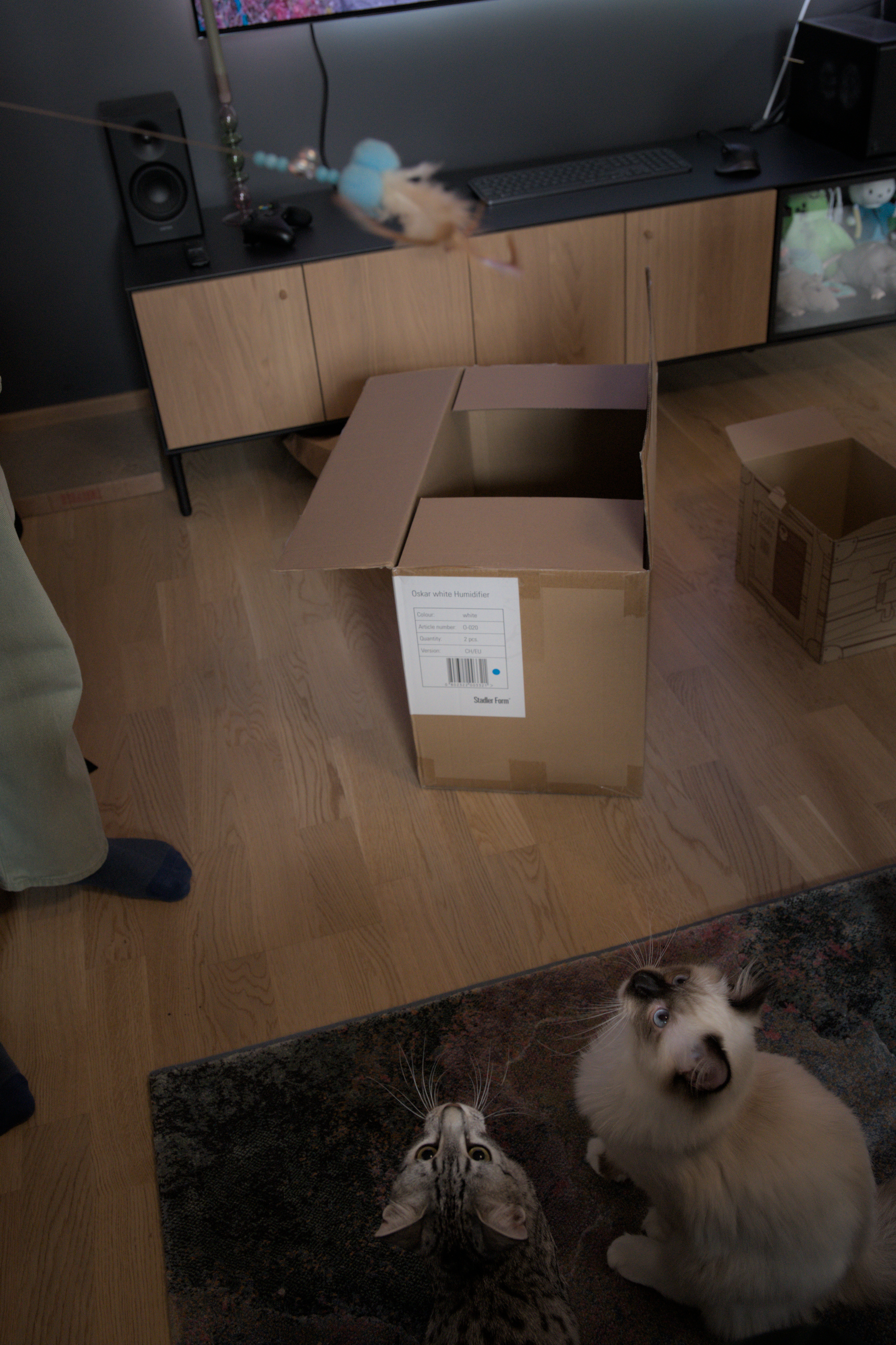 2025/10/12 - cats/DSC_0092.jpg